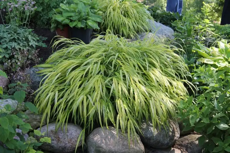 Japanese Forest Grass (Hakonechloa)
