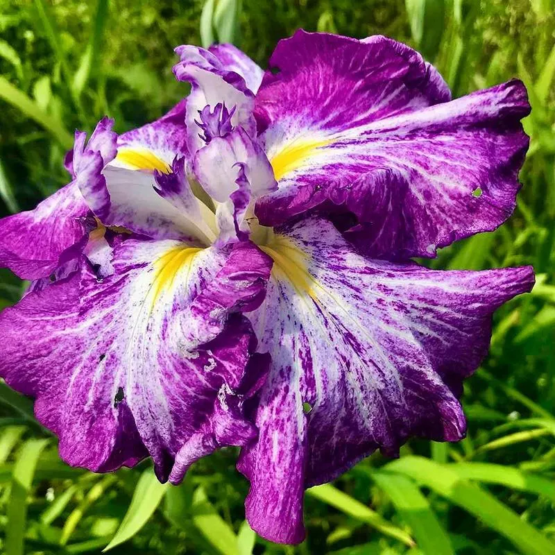 Japanese Iris