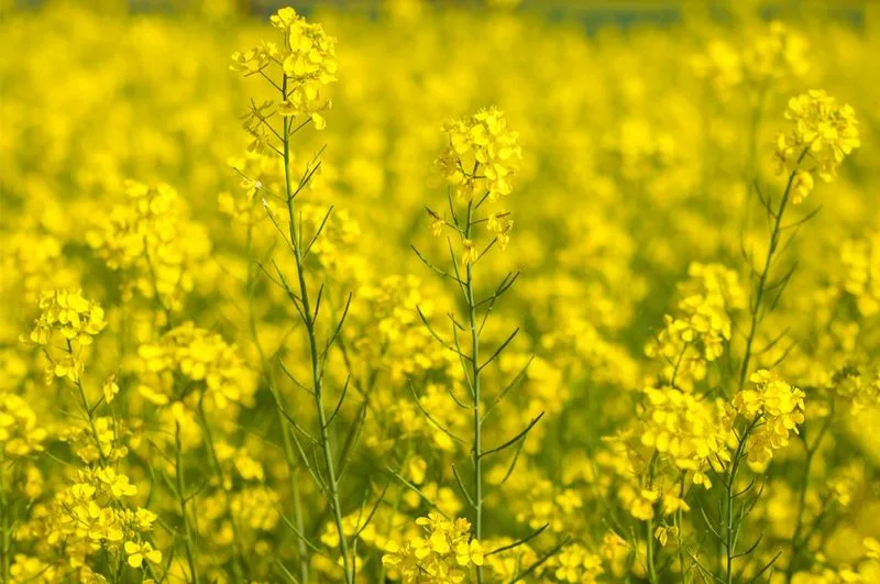 Indian Mustard