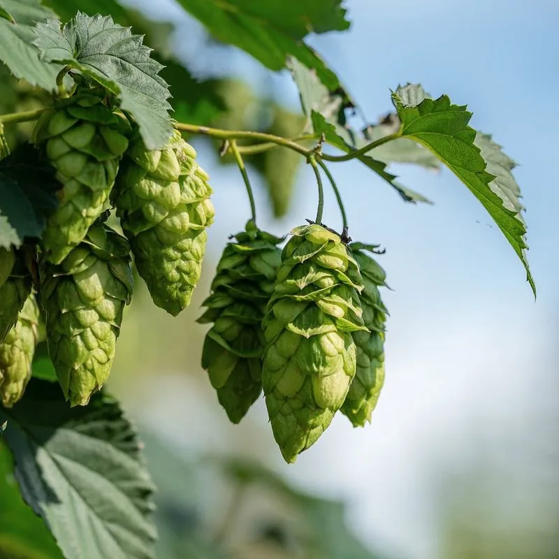 Hops