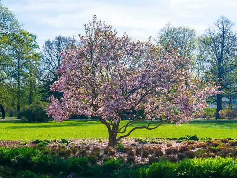 Magnolia