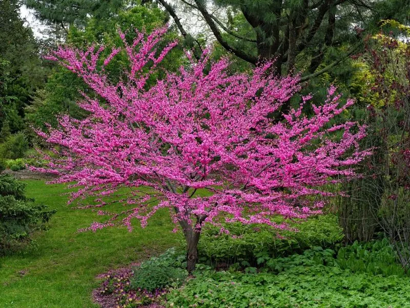 Redbud