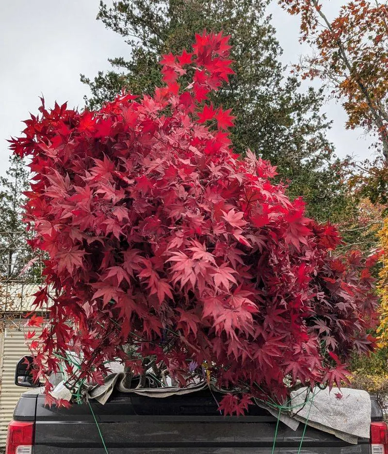 Japanese Maple