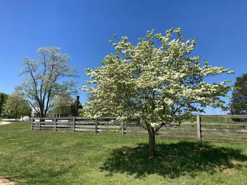 Dogwood