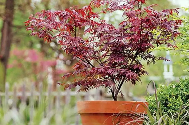 Japanese Maple and Hostas