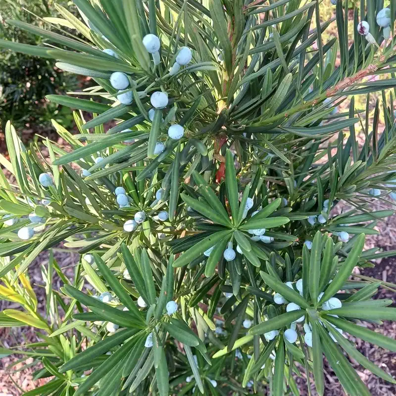 Japanese Yew