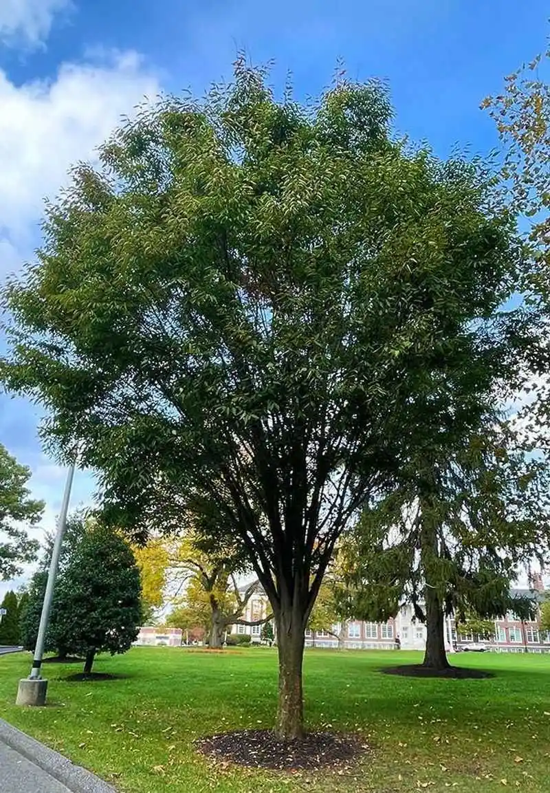 Japanese Zelkova