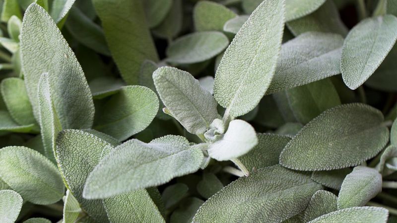 Sage