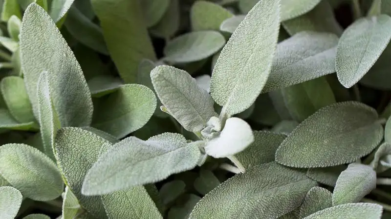Sage