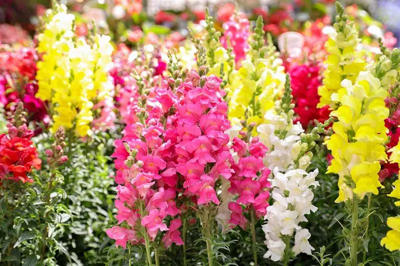 Snapdragon