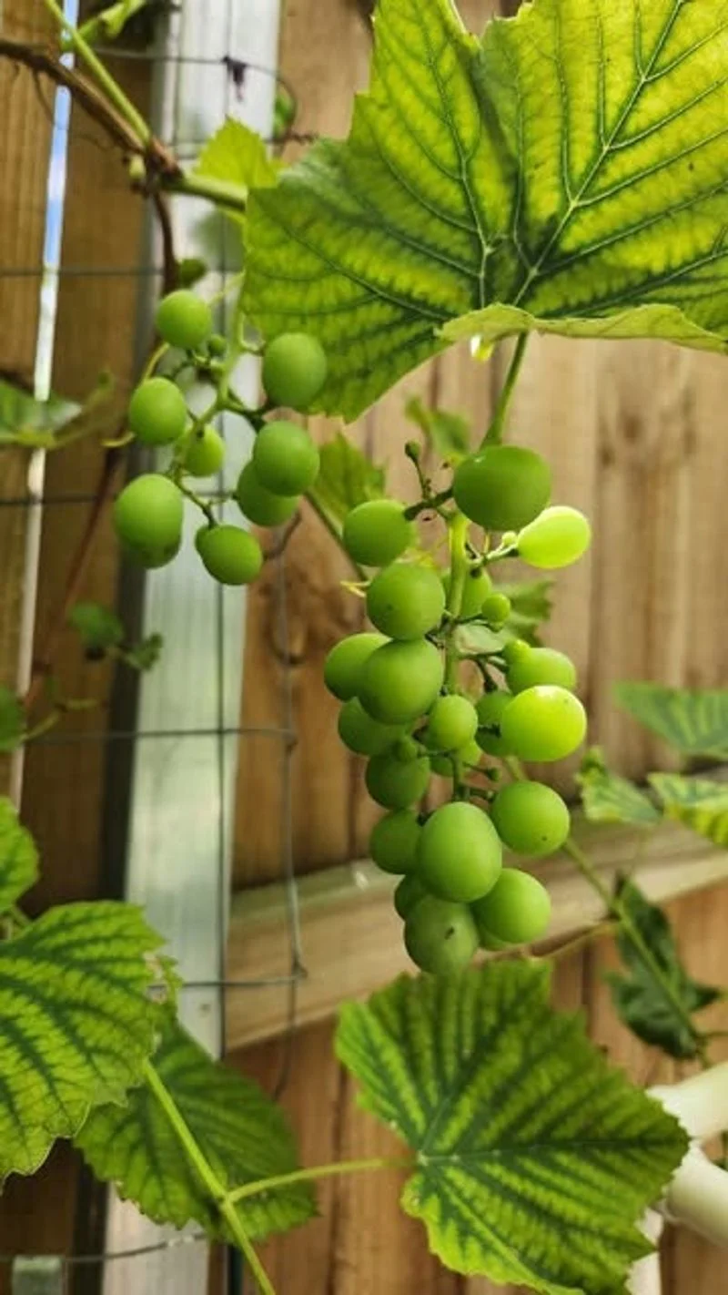 Grapevine