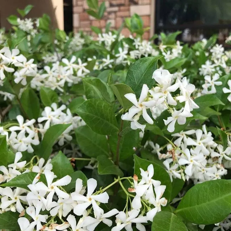 Jasmine