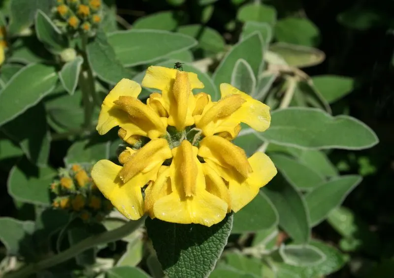 Jerusalem Sage (Phlomis fruticosa)