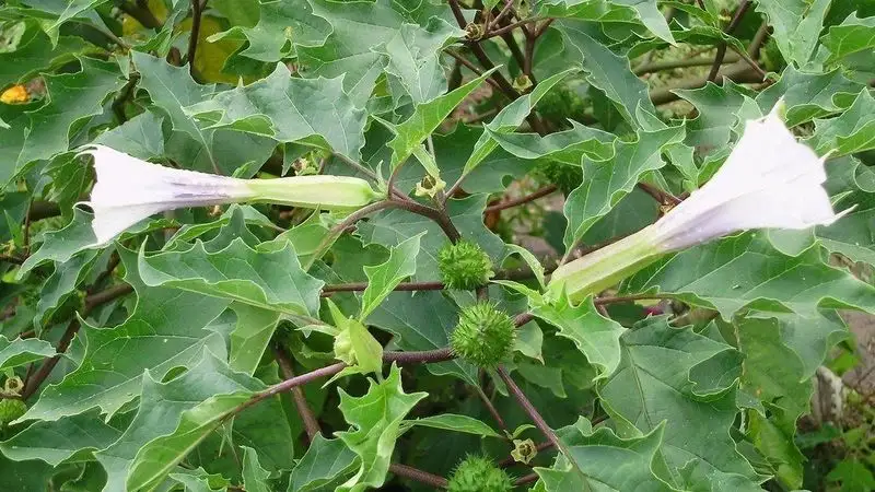 Jimsonweed