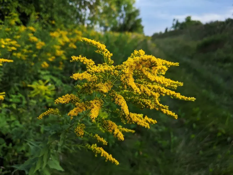 Goldenrod