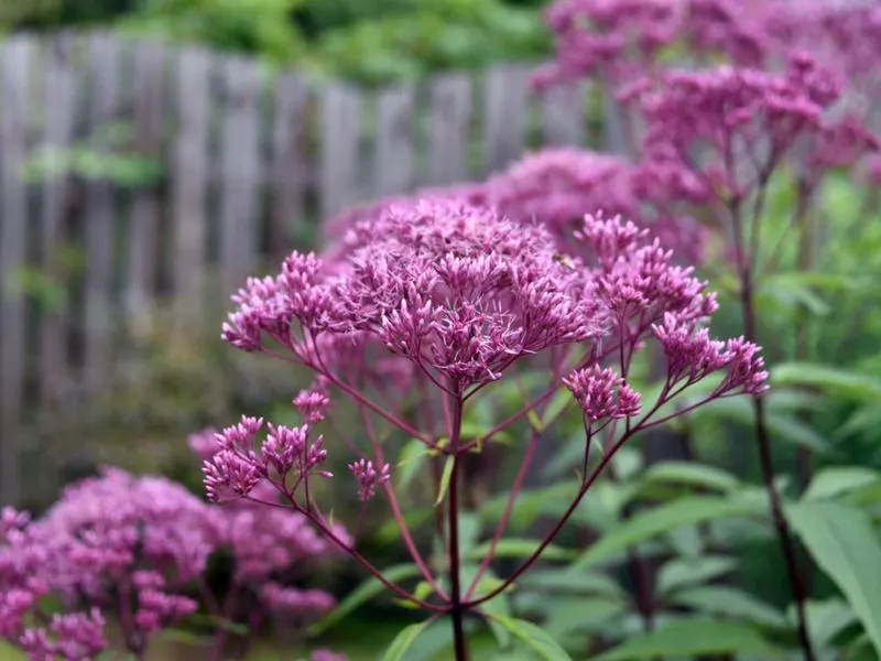 Joe-Pye Weed