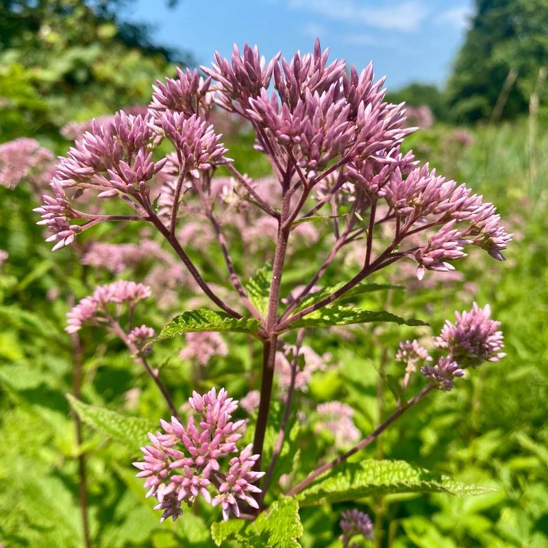 Joe Pye Weed