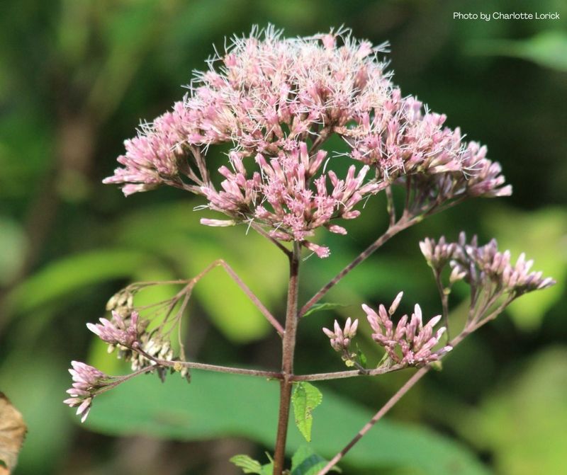 Joe Pye Weed