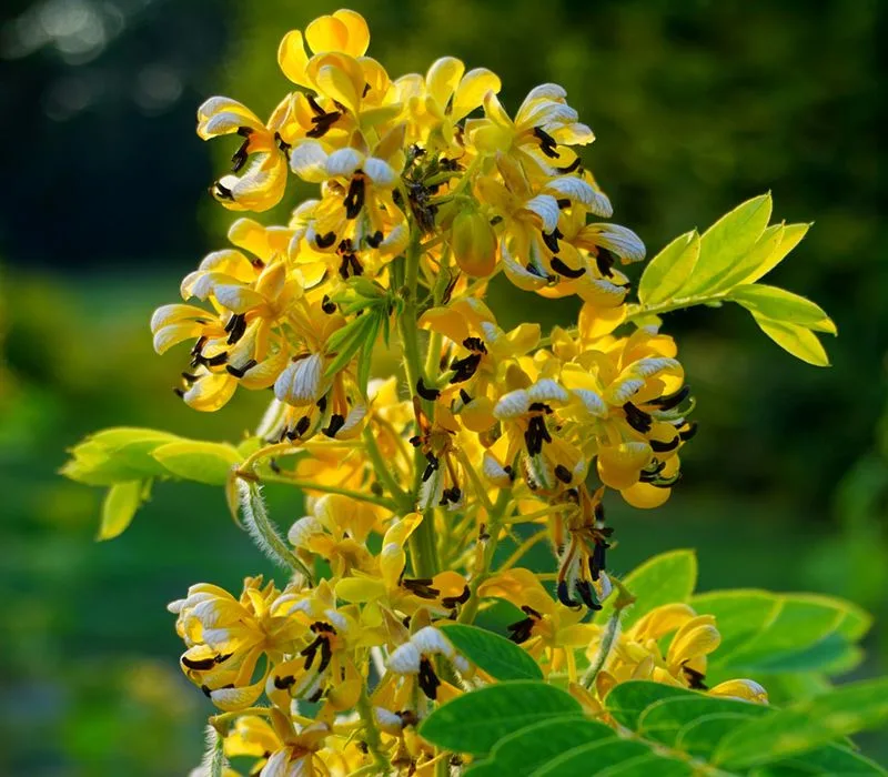Wild Senna (Senna hebecarpa)