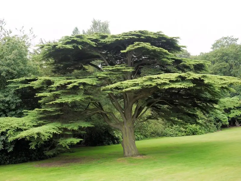 Cedar of Lebanon