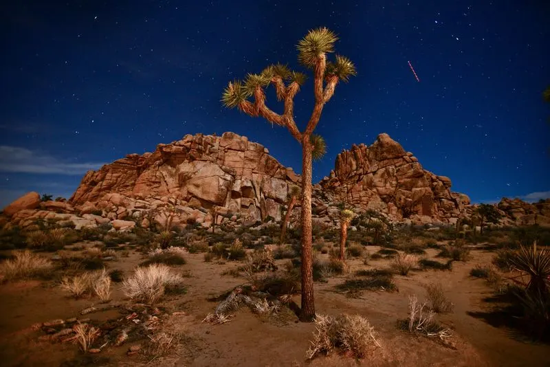 Joshua Tree National Park