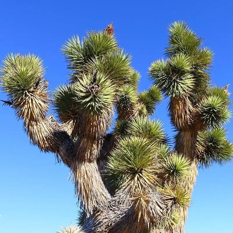 Joshua Tree Yucca