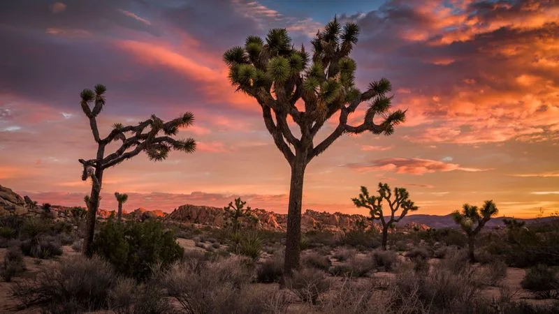 Joshua Tree