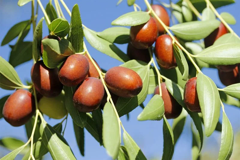 Jujube