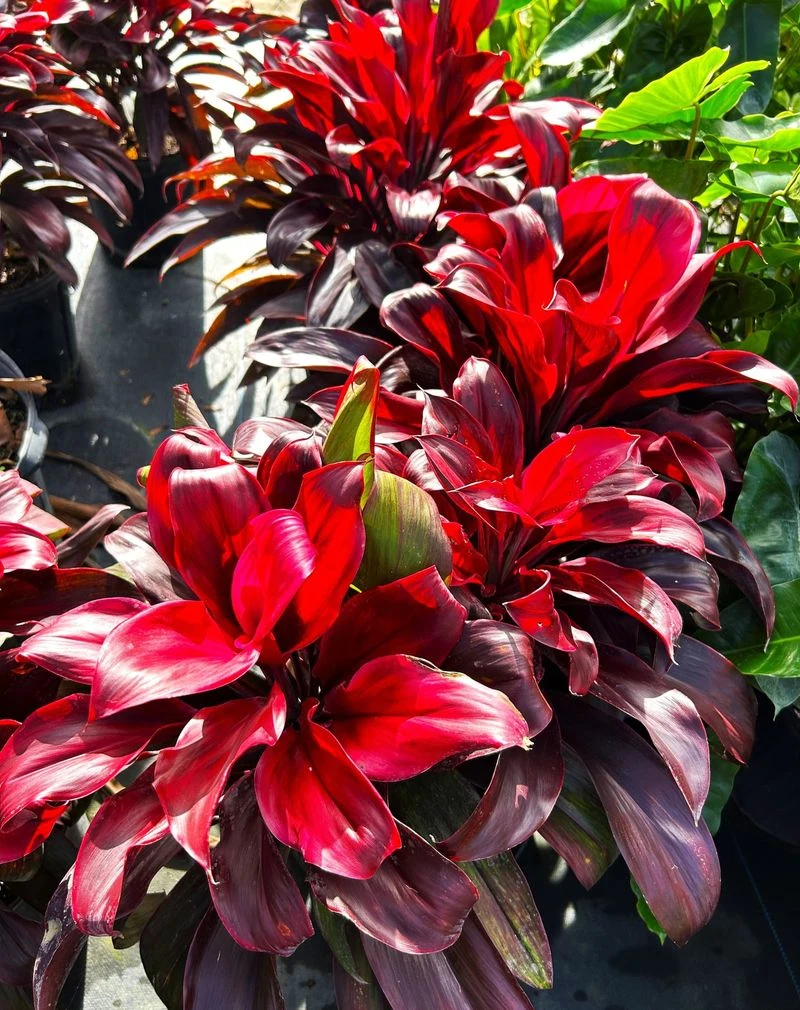 Cordyline