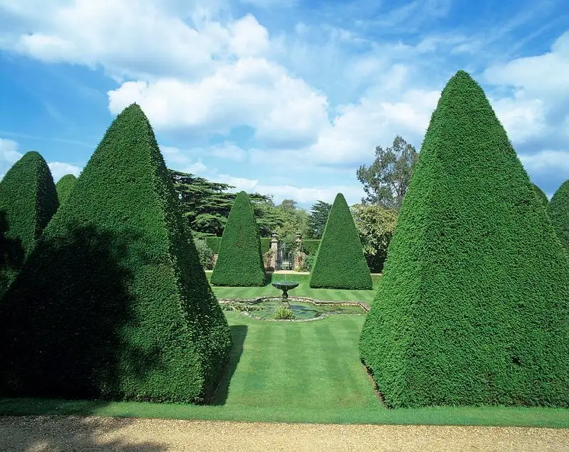 Yew Tree