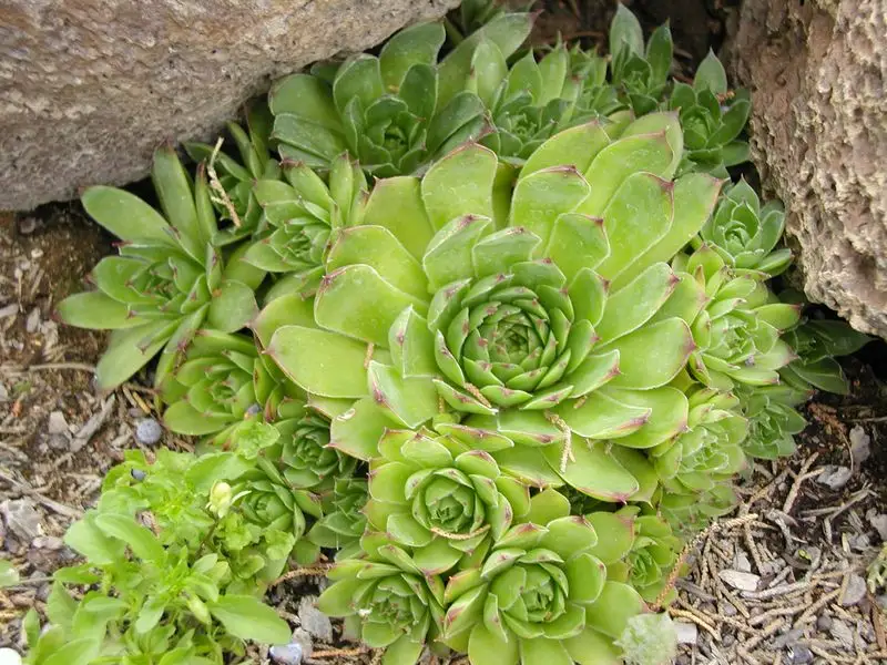 Sempervivum Tectorum