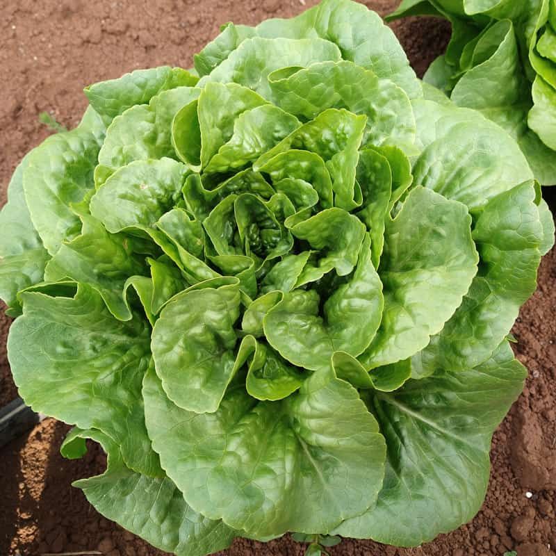 Lettuce