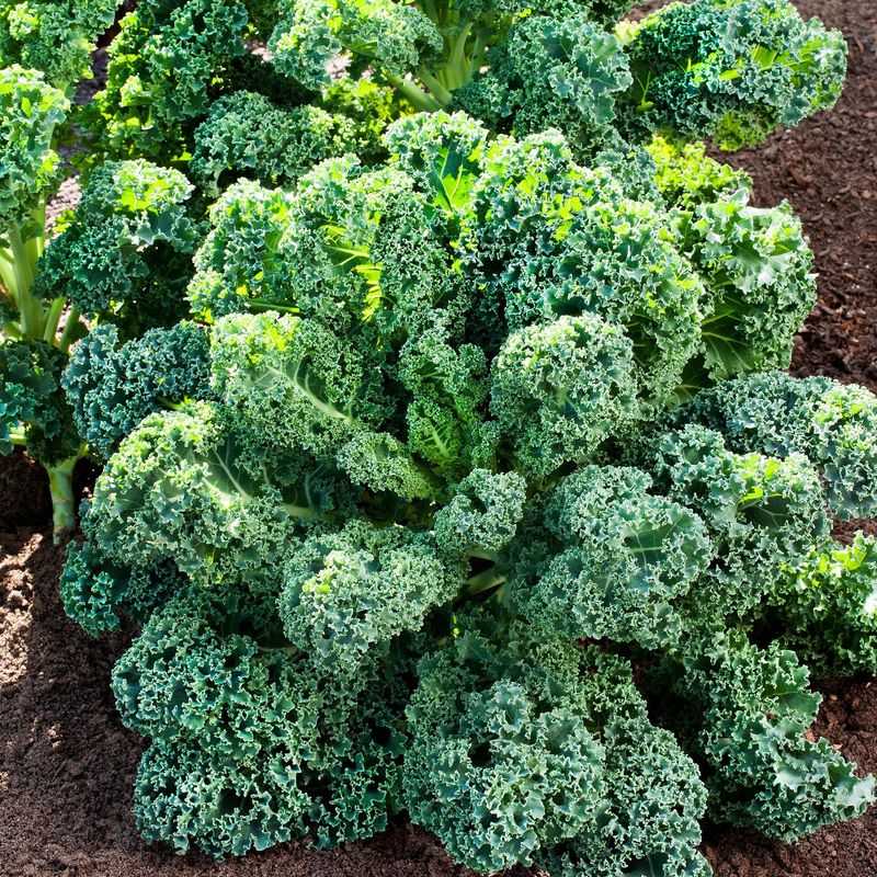Kale