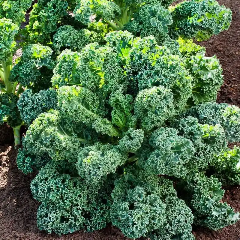 Kale