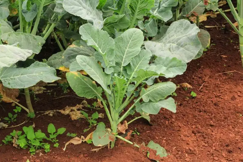 Kale