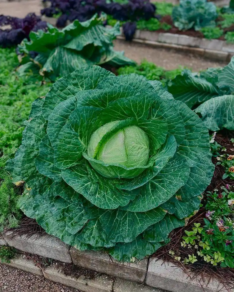 Cabbage