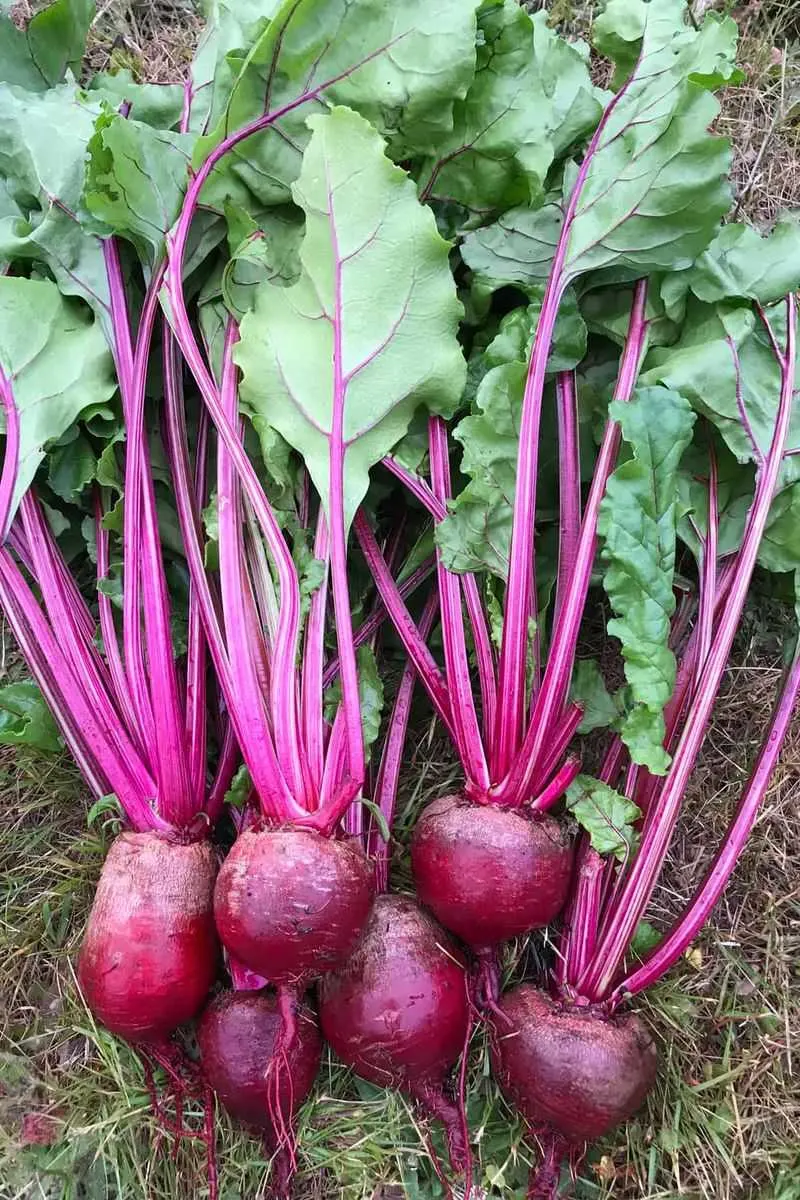 Beets