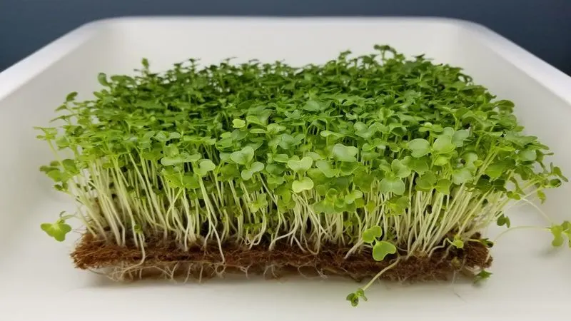 Kale Microgreens