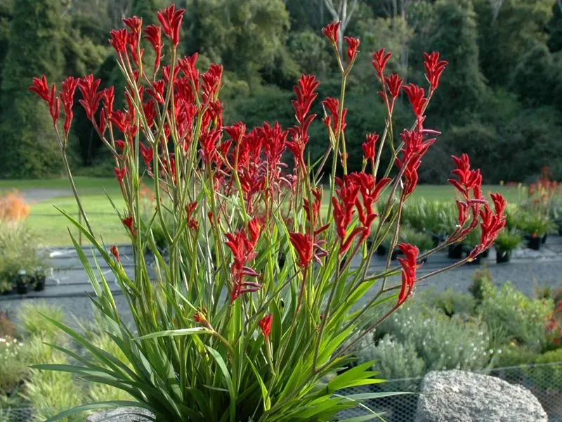 Kangaroo Paw (Anigozanthos)