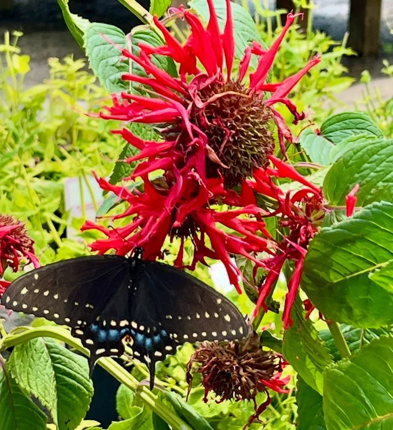 Keep a Seasonal Bloom Cycle