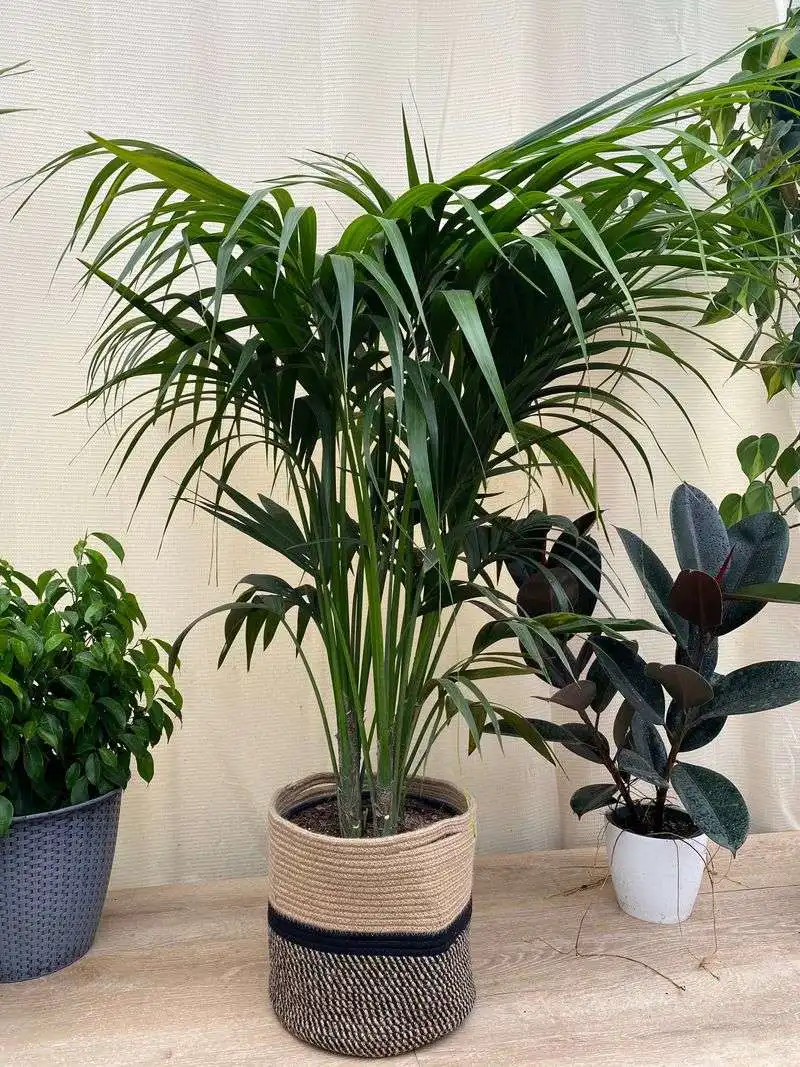 Kentia Palm