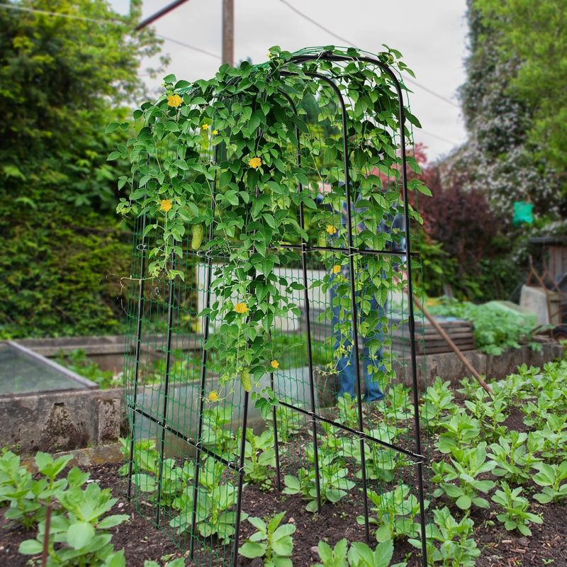 Cucumber and Melon Gazebo
