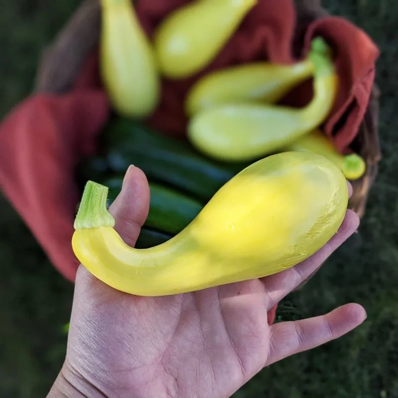 Crooked Squash