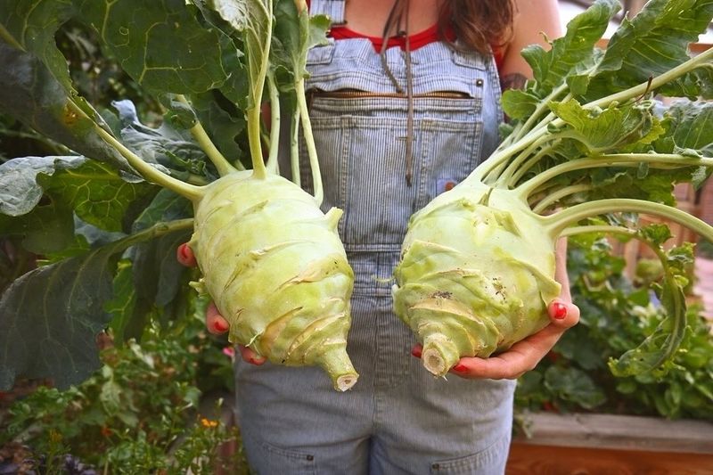 Kohlrabi