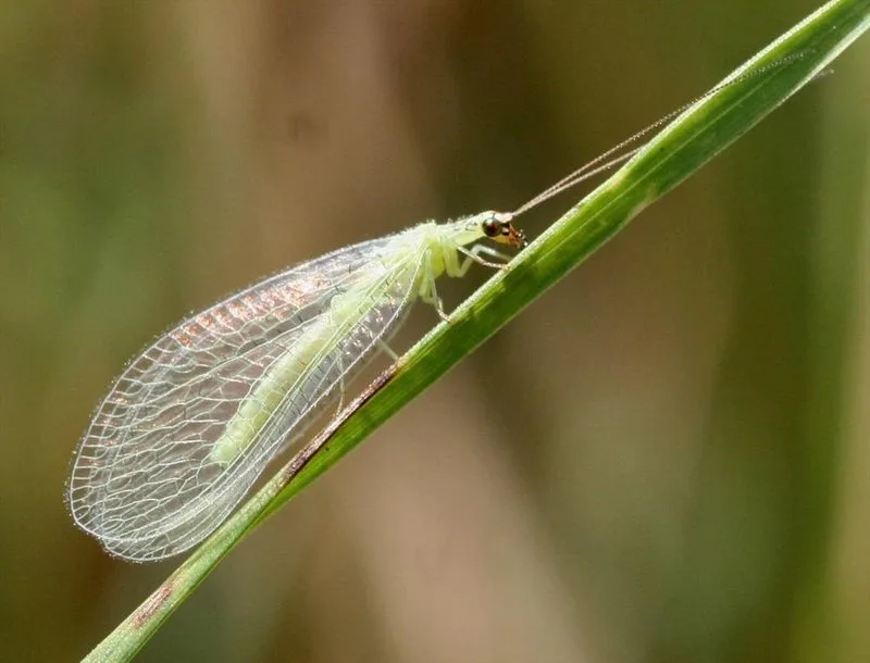 Lacewings