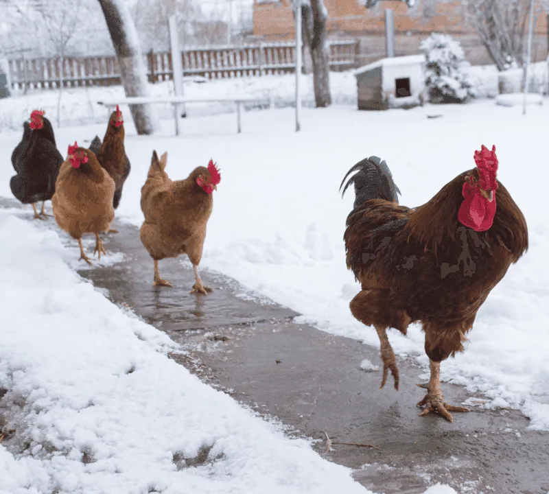 Overlooking Seasonal Care Needs