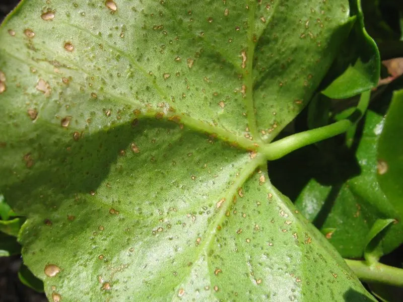 Edema