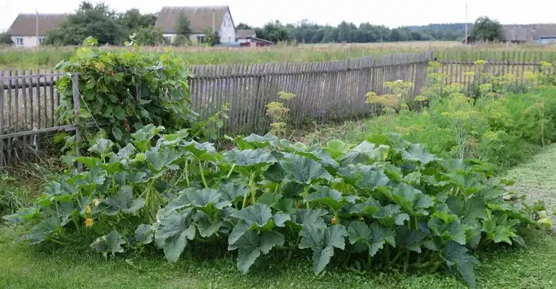 Overcrowded Plants
