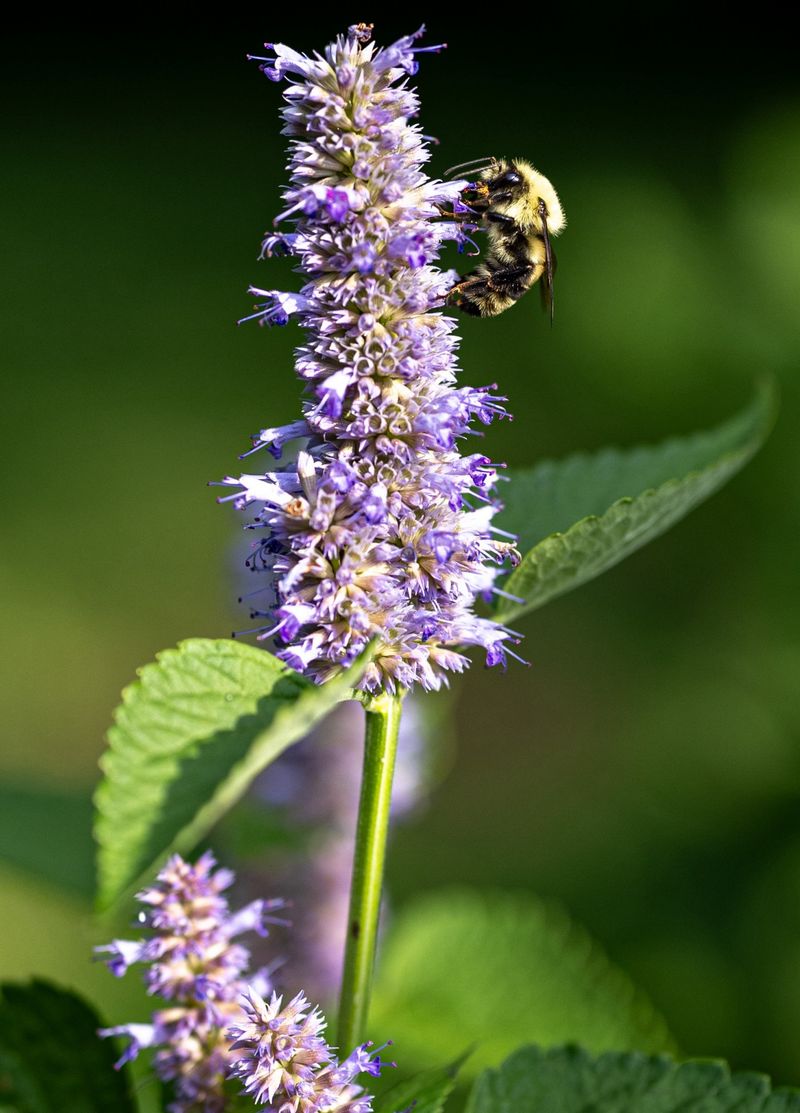 Lack of Pollinators