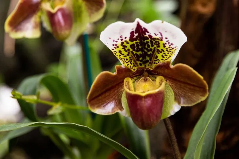 Lady's Slipper Orchid